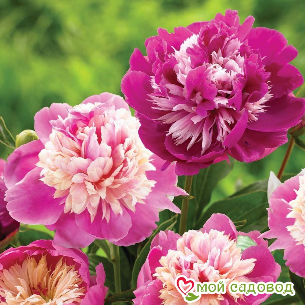 Пион Селебрити