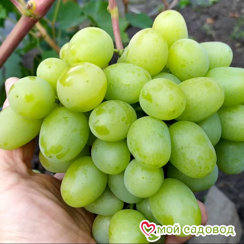 Виноград Лорус