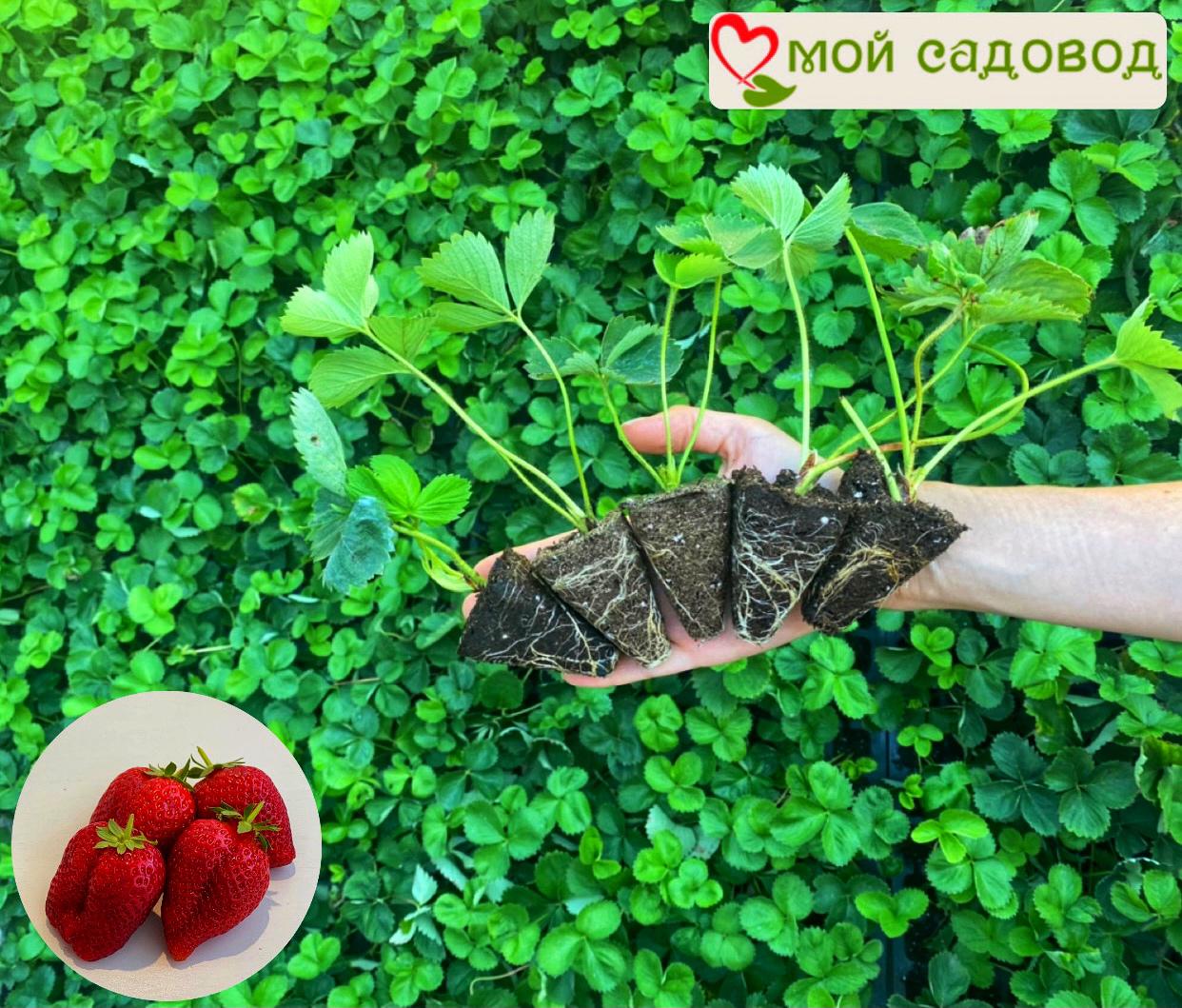 Клубника Ольвия (ранний сорт)