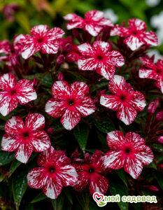 Флокс Ливер Гриммер