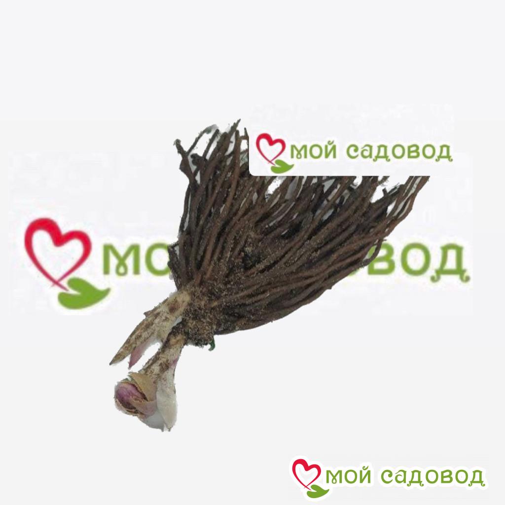 Хоста Золотой Обвой
